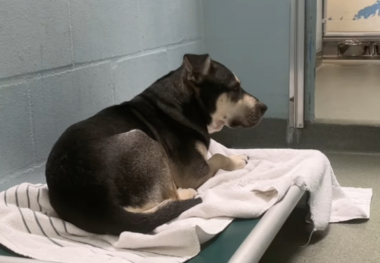 Illustration de l'article : Ce chien de refuge timide passe inaperçu aux yeux des potentiels adoptants, alors qu'il attend sa future famille (vidéo)