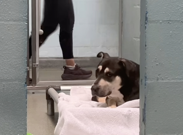 Illustration de l'article : Ce chien de refuge timide passe inaperçu aux yeux des potentiels adoptants, alors qu'il attend sa future famille (vidéo)