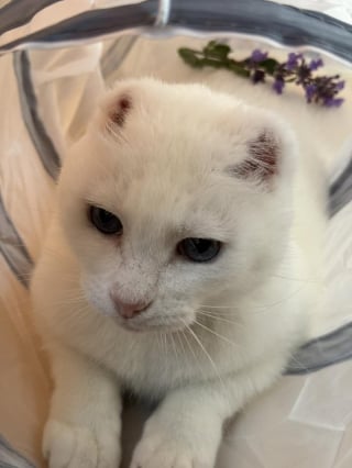 Illustration de l'article : Ignoré à cause de son âge et de son apparence, ce chat sans oreilles a enfin trouvé sa famille