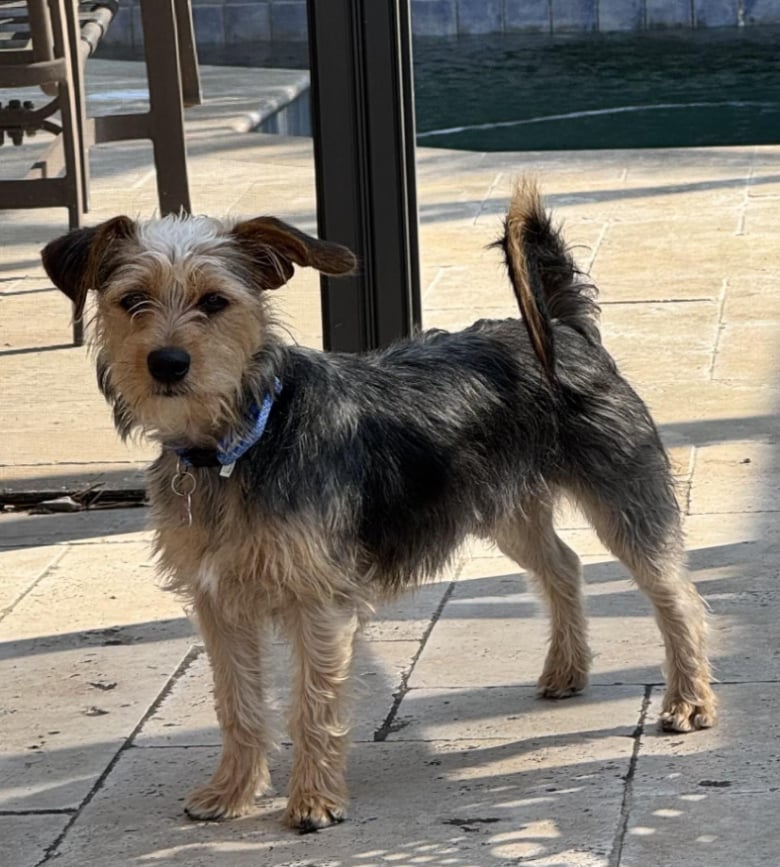 Illustration de l'article : Peu de temps après avoir été adopté, ce chien a été ramené au refuge, car ses adoptants ne voulaient pas autant de responsabilités