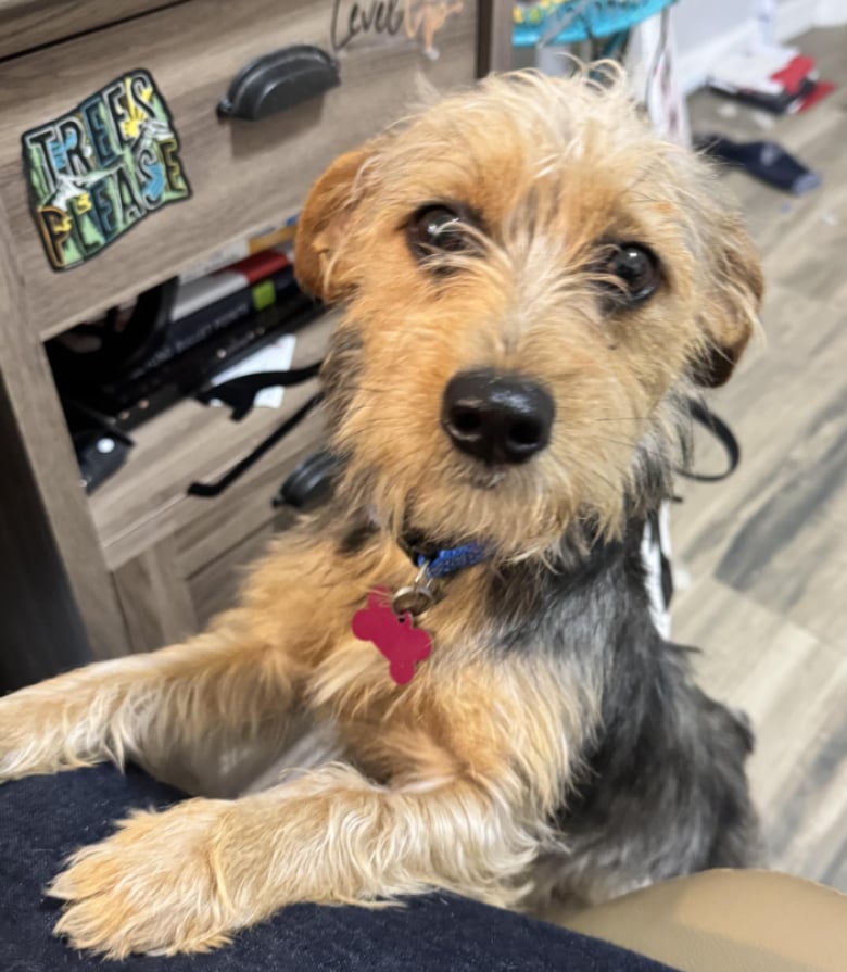 Illustration de l'article : Peu de temps après avoir été adopté, ce chien a été ramené au refuge, car ses adoptants ne voulaient pas autant de responsabilités