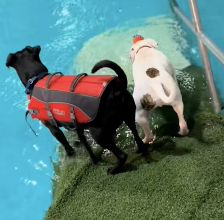 Illustration de l'article : Pensionnaire de longue date d’un refuge, ce chien passe un moment privilégié avec une bénévole et voit sa vie transformée