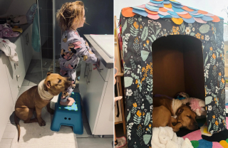 Illustration de l'article : Ce chien "ronfle de bonheur" chez sa nouvelle famille après avoir connu l'abandon et une blessure au cou causée par une corde (vidéo)