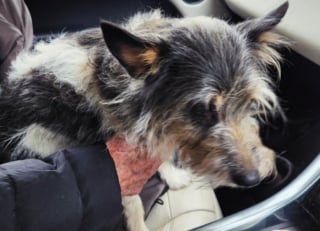 Illustration de l'article : Le sauvetage haletant d'une chienne prise au piège dans une cavité souterraine après plusieurs jours de fugue (vidéo)
