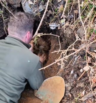 Illustration de l'article : Le sauvetage haletant d'une chienne prise au piège dans une cavité souterraine après plusieurs jours de fugue (vidéo)