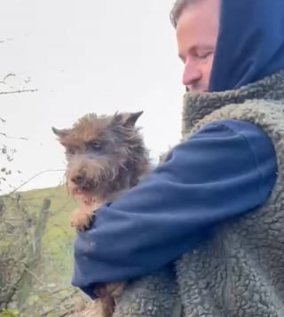 Illustration de l'article : Le sauvetage haletant d'une chienne prise au piège dans une cavité souterraine après plusieurs jours de fugue (vidéo)