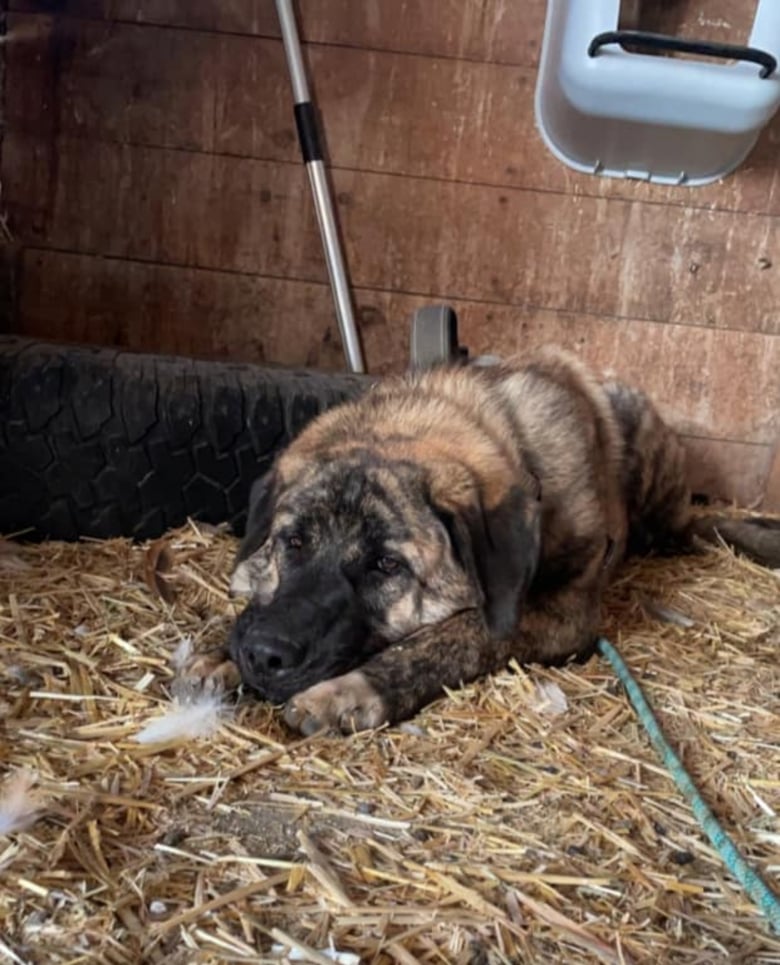 Illustration de l'article : Un Berger d’Anatolie s’échappe d’un refuge et choisit son foyer en se faufilant par la porte d’une ferme restée ouverte