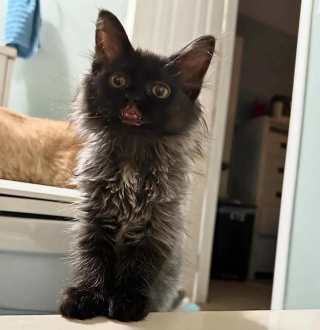 Illustration de l'article : Né avec un poids de seulement 70 grammes, ce chaton fragile devient un félin unique et heureux