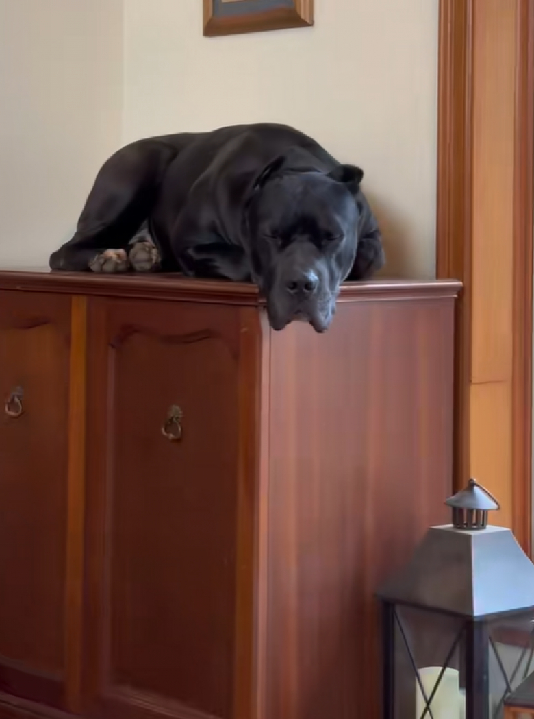 Illustration de l'article : Ce Cane Corso pratique le mimétisme et calque ses attitudes sur celles des chats qui l’entourent (vidéo)