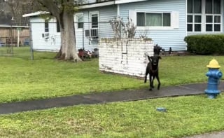 Illustration de l'article : Un homme va à la rencontre d’un chien portant un harnais dans un parc et découvre qu’il n’appartient à personne (vidéo)