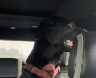 Illustration de l'article : Un homme va à la rencontre d’un chien portant un harnais dans un parc et découvre qu’il n’appartient à personne (vidéo)