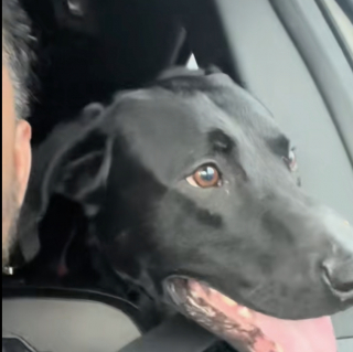 Illustration de l'article : Un homme va à la rencontre d’un chien portant un harnais dans un parc et découvre qu’il n’appartient à personne (vidéo)
