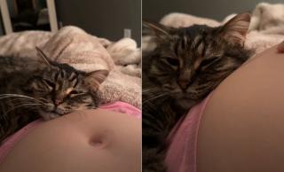 Illustration de l'article : L'attitude bouleversante d'un chat couché sur le ventre de sa maîtresse enceinte qui ne peut retenir ses larmes (vidéo)