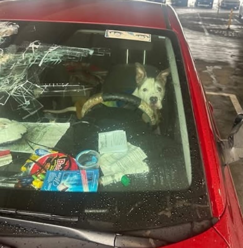 Illustration de l'article : Après que son maître sans-abri a été hospitalisé d’urgence, un chien patiente plusieurs jours dans la voiture avant qu’une association ne le trouve