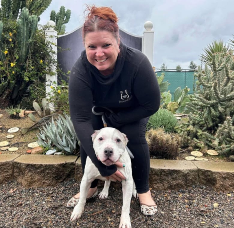 Illustration de l'article : Après que son maître sans-abri a été hospitalisé d’urgence, un chien patiente plusieurs jours dans la voiture avant qu’une association ne le trouve