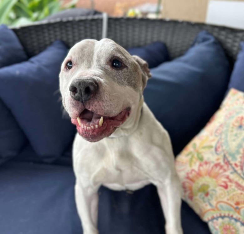 Illustration de l'article : Après que son maître sans-abri a été hospitalisé d’urgence, un chien patiente plusieurs jours dans la voiture avant qu’une association ne le trouve