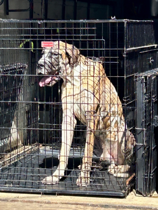 Illustration de l'article : La recherche d'un chien de refuge perdu débouche sur le sauvetage de 27 autres détenus dans des conditions déplorables par une "mère d'accueil"