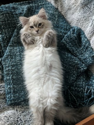 Illustration de l'article : 18 chats installés de la plus adorable des manières