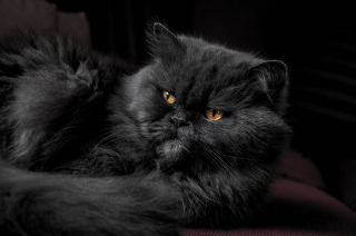 Illustration de l'article : 8 indices prouvant que votre chat pense être le roi de la maison