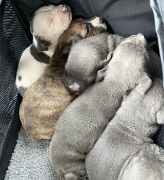 Illustration de l'article : Venus au secours d’une chienne attachée à une niche sous -10 degrés, les sauveteurs découvrent qu'elle cache 6 chiots à sauver