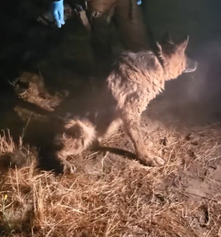 Illustration de l'article : Des habitants suspicieux appellent les secours après avoir découvert un chien enterré vivant (vidéo) 