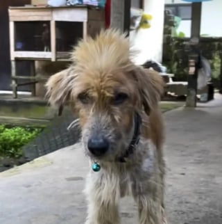 Illustration de l'article : Trouvé errant et squelettique dans les rues, ce chien est nourri par un homme pendant plusieurs semaines avant de disparaître de la circulation
