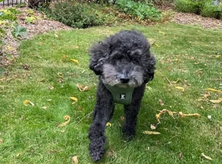 Illustration de l'article : L’histoire de ce chien senior dont la vie a été prolongée grâce à une transfusion rappelle l’importance des dons de sang