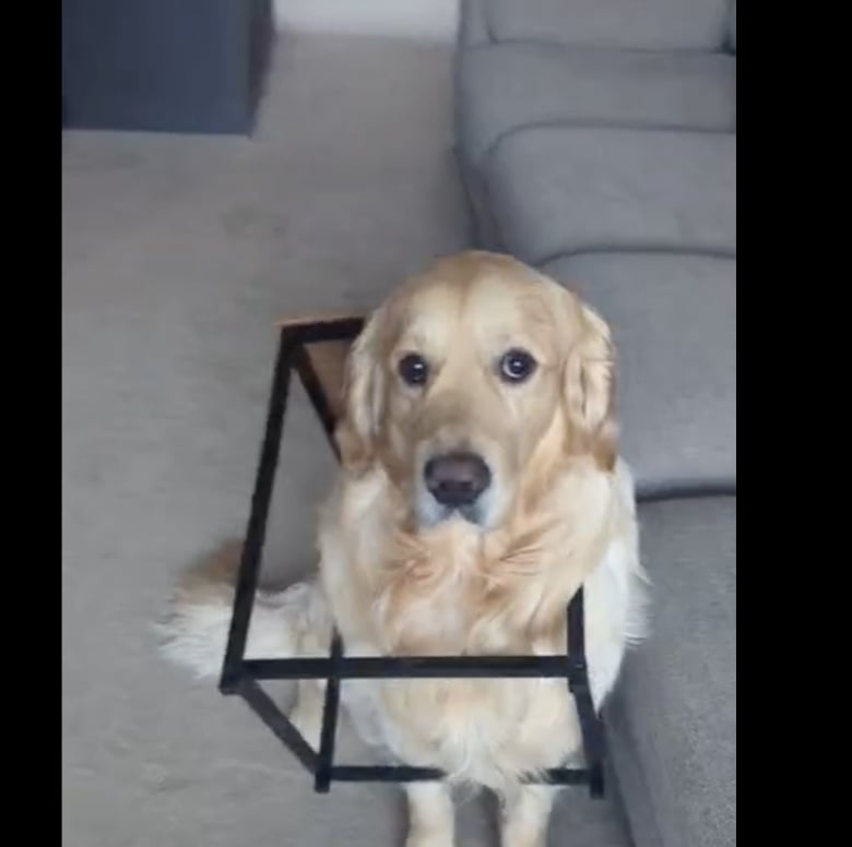 Illustration de l'article : Coincé dans la table basse, ce Golden Retriever attend sagement que son maître termine sa réunion en télétravail pour être tiré de là
