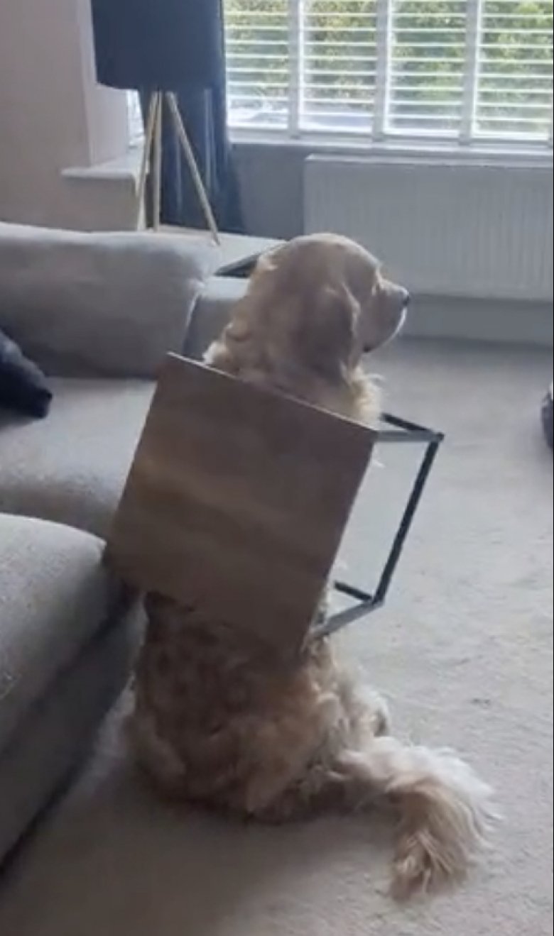 Illustration de l'article : Coincé dans la table basse, ce Golden Retriever attend sagement que son maître termine sa réunion en télétravail pour être tiré de là