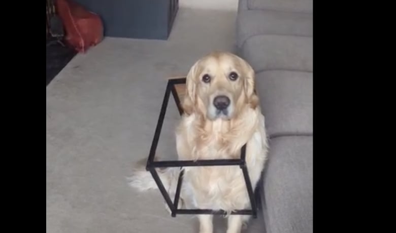 Illustration de l'article : Coincé dans la table basse, ce Golden Retriever attend sagement que son maître termine sa réunion en télétravail pour être tiré de là