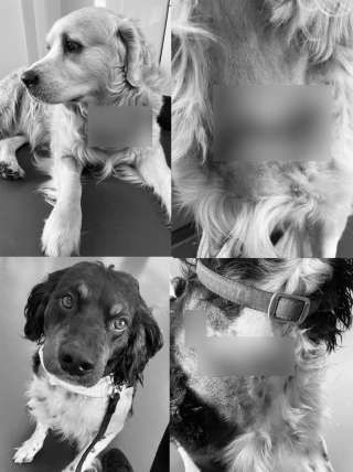 Illustration de l'article : 2 chiens tentent de se reconstruire avec l'aide d'une association après que leur maître a tenté de mettre fin à leurs jours, car il voulait "partir avec eux"