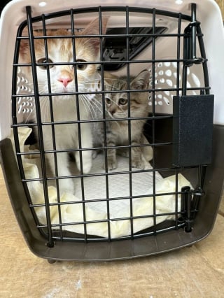 Illustration de l'article : 17 photos de chats et de chiens qui partagent leur bonheur alors qu'ils viennent tout juste d'être adoptés