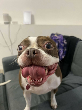 Illustration de l'article : 17 photos de chats et de chiens qui partagent leur bonheur alors qu'ils viennent tout juste d'être adoptés
