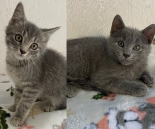 Illustration de l'article : Adoptés puis abandonnés à cause d’une allergie, deux chatons unis par un lien fort finissent par trouver leur famille idéale