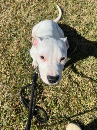 Illustration de l'article : Un chiot abandonné en quête d'espoir et couché sur un sac poubelle choisit de faire confiance une âme bienveillante venue à sa rencontre