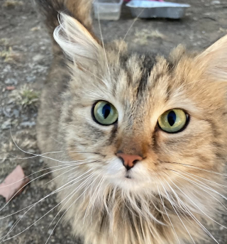 Illustration de l'article : Des bénévoles vont à la rencontre d’une chatte domestique vivant dans une colonie de chats sauvages et découvrent une seconde boule de poils aussi amicale à sauver (vidéo)