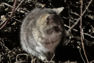 Illustration de l'article : Des bénévoles vont à la rencontre d’une chatte domestique vivant dans une colonie de chats sauvages et découvrent une seconde boule de poils aussi amicale à sauver (vidéo)