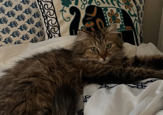 Illustration de l'article : Des bénévoles vont à la rencontre d’une chatte domestique vivant dans une colonie de chats sauvages et découvrent une seconde boule de poils aussi amicale à sauver (vidéo)