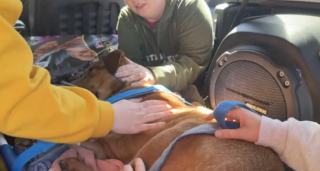 Illustration de l'article : Ce chien, blessé par une flèche et une balle, se bat pour sa survie avec ses sauveteurs après avoir été visé par des individus malintentionnés