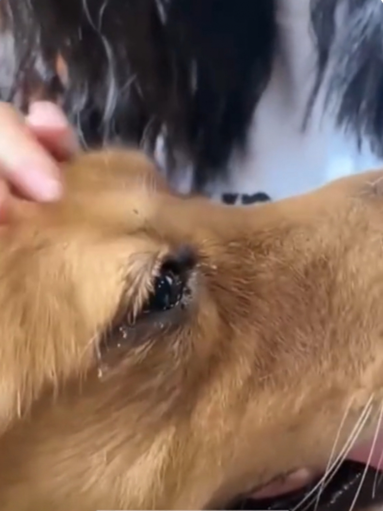 Illustration de l'article : Ce Golden Retriever a droit au plus magique des adieux grâce à l’amour de sa famille