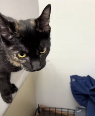 Illustration de l'article : Elle emmène son chat chez le vétérinaire et découvre une passagère clandestine dans la caisse de transport (vidéo) 