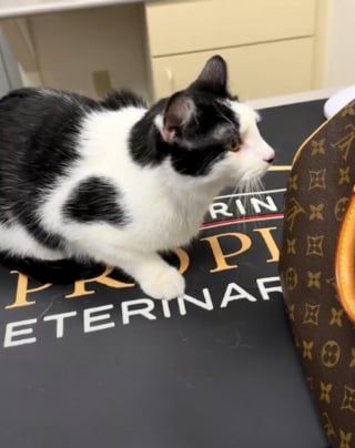 Illustration de l'article : Elle emmène son chat chez le vétérinaire et découvre une passagère clandestine dans la caisse de transport (vidéo) 