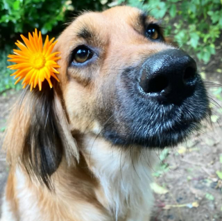 Illustration de l'article : 13 photos de chiens qui veulent vous partager leur sourire en selfies