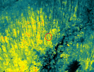 Illustration de l'article : Les larmes de joie succèdent à celles de l'inquiétude après le sauvetage d'une chienne d'assistance par un policier pilote de drone (vidéo)