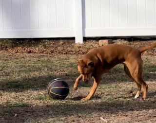 Illustration de l'article : Le rituel matinal d'une chienne aveugle consistant à jouer avec un ballon de basket est un message fort d'espoir et de résilience (vidéo)