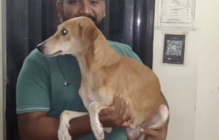 Illustration de l'article : Le parcours émouvant de Rani, chienne errante en Inde devenue la star d’un foyer au Canada (vidéo)