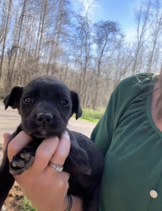 Illustration de l'article : Un très jeune chiot retrouvé entre deux bacs à ordures sort de son cauchemar et s’apprête à vivre une vie épanouie et sereine (vidéo)