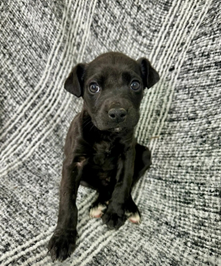 Illustration de l'article : Un très jeune chiot retrouvé entre deux bacs à ordures sort de son cauchemar et s’apprête à vivre une vie épanouie et sereine (vidéo)