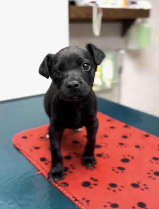 Illustration de l'article : Un très jeune chiot retrouvé entre deux bacs à ordures sort de son cauchemar et s’apprête à vivre une vie épanouie et sereine (vidéo)