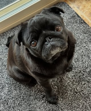 Illustration de l'article : Un petit chien enfile la veste de chien de garde pour protéger son appartement (vidéo) 
